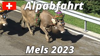 Alpabfahrt Mels 2023 [upl. by Yeldarb]