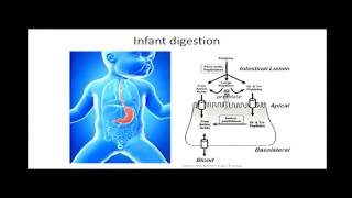 Breast Milk Digestion in Premature Infants [upl. by Cohleen913]