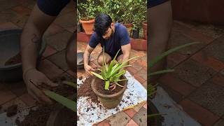 ALOE VERA PLANT CARE 🌱shorts ytshorts youtubeshorts alovera reels konkan marinerakash [upl. by Ag327]