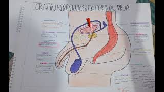 Organ Reproduksi manusia [upl. by Alliuqaj]