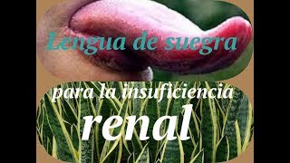 Lengua de suegra para la insuficiencia renal [upl. by Uase607]