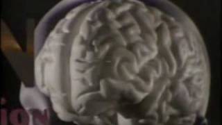 Aggression Violence and the Brain [upl. by Karon]