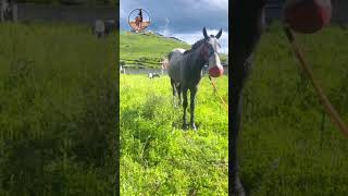 Best wild horses Mare revolutionising young foals future stallions Horses 86 [upl. by Balcer]