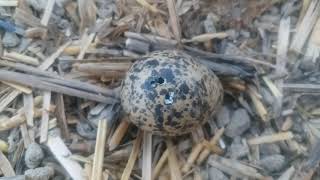 Red Wattled Lapwing Cute Chicks Originating From EggRed Wattled Lapwing Egg Hatching [upl. by Ijneb]