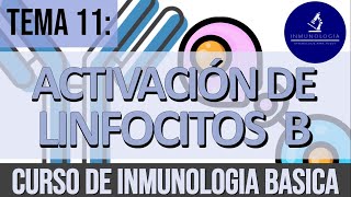 Activación y Diferenciación de Linfocitos B  DependienteIndependiente de T  Memoria Inmunológica [upl. by Nnyllatsyrc988]