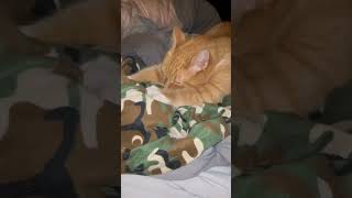 Dixie making biscuits cats motivation pets fatcat cute funny chill [upl. by Adil]