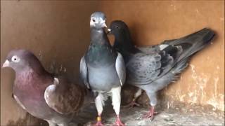 TIPPLERS PIGEON PELLUMBAT [upl. by Nnyletak488]