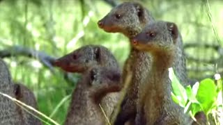 Banded Mongooses Raising Their Young  Bands on the Run  BBC Earth [upl. by Sidnal]