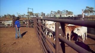 Destressing Cattle at DeGrey Station with Stress Free Stockmanship [upl. by Kathi981]