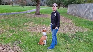 Basenji offleash focus training  practicing trial obedience with Oringo [upl. by Selij]