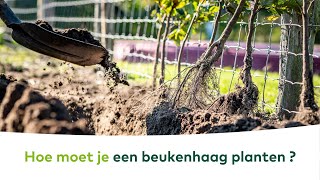 SIERTUINBORDER  Hoe moet je een beukenhaag planten [upl. by Ijies]