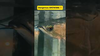 বিশাল আরোয়ানার দেখা মিললো আজ Arowana the Dragon fish  Inside Aquarium arowana bangla fish [upl. by Prussian]