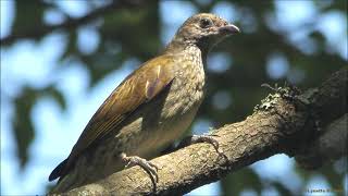 3 Honeyguide Calls from Southern African [upl. by Eelsnia]