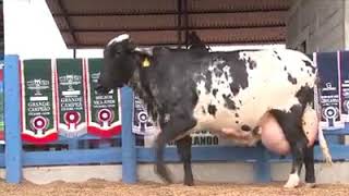 Girolando breed cow in a show at America [upl. by Agon985]