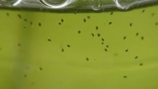 How to Breed Seed Shrimp Ostracoda [upl. by Berkman]