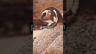 Penguin Proposals How Gentoo Penguins Use Pebbles to Show Their Love PenguinFacts GentooPenguin [upl. by Une]