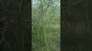 moringa cultivation in our land in Nazareth thoothukudi district Tamilnadu India [upl. by Atiuqcaj]