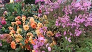 July Plants that Thrive in the Heat at Lowes [upl. by Timotheus433]