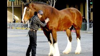 Behind the Scenes  Budweiser Super Bowl Ad Clydesdales Perfect Hoof Wear [upl. by Ilajna]