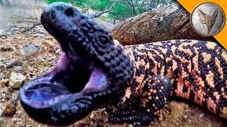 Gila Monster BITE [upl. by Follmer566]