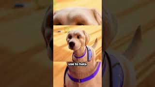 Watch How This Brave Dog Conquers His Fear [upl. by Yanal]