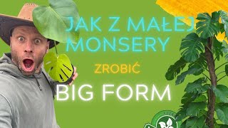 JAK Z MAŁEJ MONSTERY ZROBIĆ BIG FORM🌿Rozmnażanie Variegaty [upl. by Zitah477]