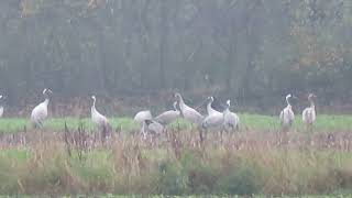 Sandhill Crane Antigone canadensis Canadese Kraanvogel Bourtanger Moor Germany 8 Nov 2024 36 [upl. by Yror247]