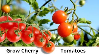 Easy Way to Grow Cherry Tomatoes with DIY Hydroponics [upl. by Cooperstein]