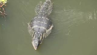 A beautiful huge Water Monitor Lizard swimming and hunting in Khao Yai National Park Thailand [upl. by Vada411]