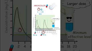 Why is amoxicillin administered thrice daily evethough its halflife is less than 2 hours [upl. by Mariejeanne]