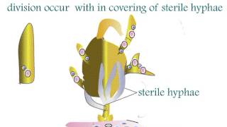 Fungi Ascomycota Aspergillus Life Cycle [upl. by Stew]