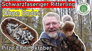 Schwarzfaserige Ritterlinge ohne Ende  Phantastische PilzeFunde Ende Oktober 2024 🍄 [upl. by Jeremy885]