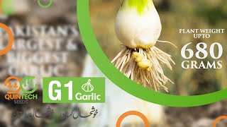 Pre Order Booking Open  QuinTech Seeds  G1 Garlic [upl. by Nothgierc]