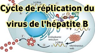 ⭐Virologie⭐  Cycle 💫 de réplication du virus de lhépatite B [upl. by Novhaj]