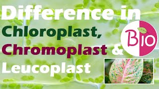 Difference in Chloroplast Chromoplast and Leucoplast by Simply The Best BIO [upl. by Drahnreb513]