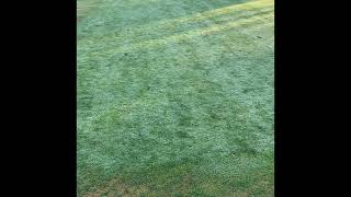 Fairway bentgrass trial part 1 [upl. by Wilen]