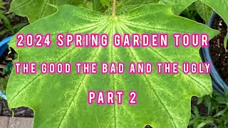 2024 Spring Garden Tour of MaplesConifers pots hanging basketsThe Good the Bad amp the Ugly Part 2 [upl. by Tai]