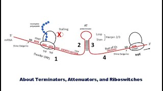 G8 Terminatiors of Transcription Trp Operon More about attenuators and Riboswitches [upl. by Ynaffad]