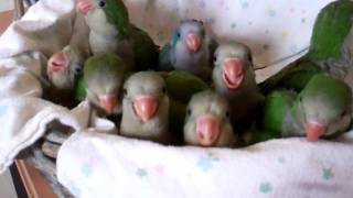 Baby Quaker Parrots Time to Eat [upl. by Oranneg]