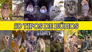 ESPECIES DE BÚHOS DEL MUNDO🦉 [upl. by Yboj]