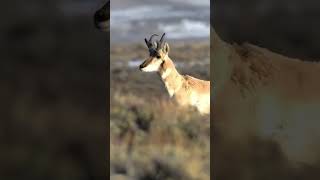 1Minute Nature Pronghorns [upl. by Hephzibah668]