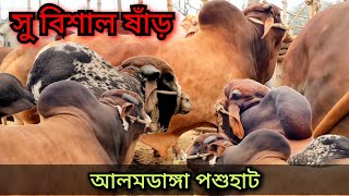 সু বিশাল সুঠাম দেহের ষাঁড় গরু আজ আমদানি আলমডাঙ্গা পশুহাট চুয়াডাঙ্গা 24 Jan 24 [upl. by Einner]