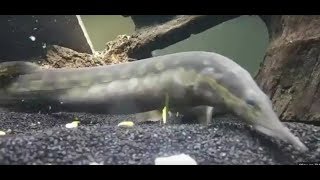 Mixed polypterus eel tank [upl. by Leahcimed733]