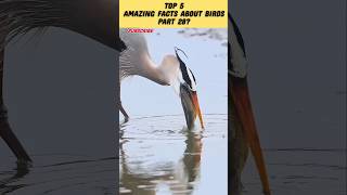 Top 5 Amazing Facts About Birds In Hindi Part 28 shorts facts birds top10anything [upl. by Cyrano254]