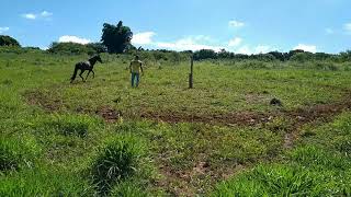 EXERCÍCIOS PARA CAVALOS [upl. by Rosalinde]