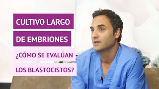 ¿Cómo se evalúan los blastocistos después de un cultivo largo en un tratamiento de FIV [upl. by Vinn]