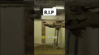 My redtail catfish died when I went on vacation [upl. by Fraase]