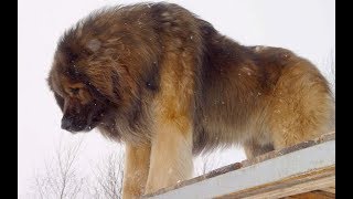 Leonberger Strong German Breed [upl. by Dedrick]