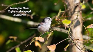 Taking photos of the UKs smallest bird is not easy [upl. by Temp]