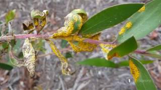 Myrtle Rust infects conservation land in north Taranaki bush [upl. by Irahs]